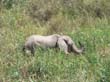 Palmwag - elephant du desert (6)